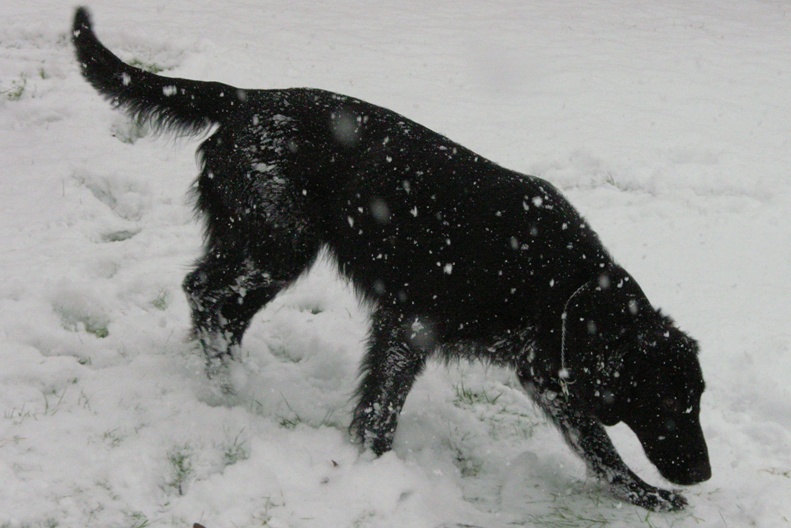 harvey