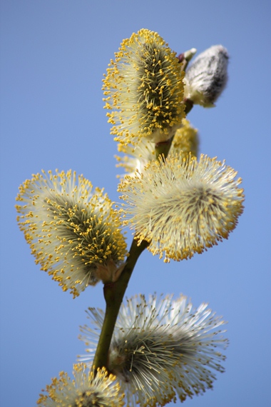 catkin