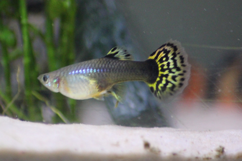 guppy