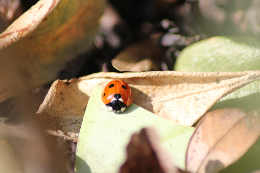 ladybird