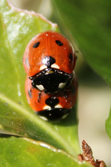 ladybirds