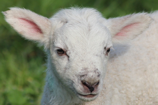 lamb1