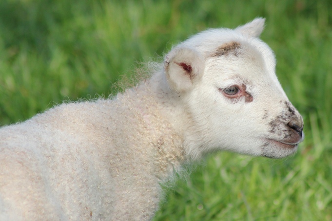 lamb2