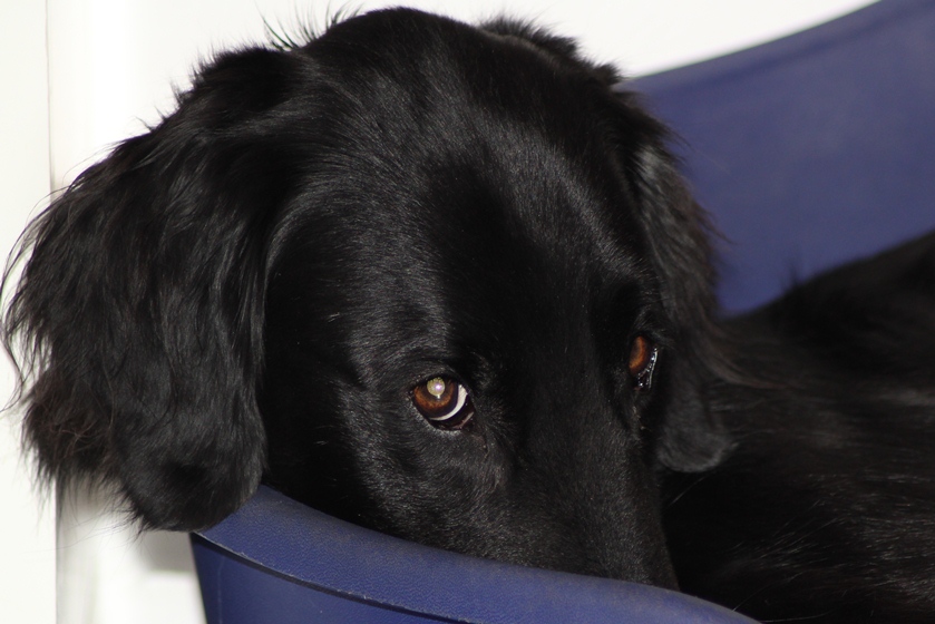 pup hiding