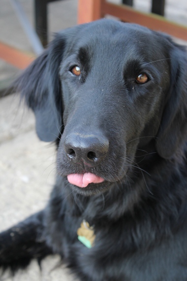 tongue