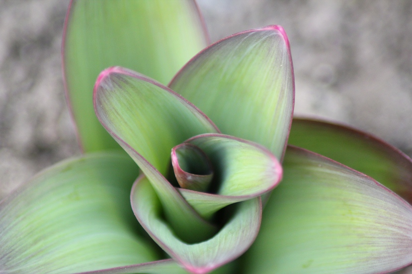 tulip