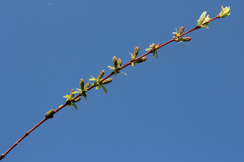 twig