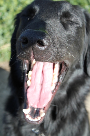 yawn