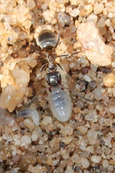 ant
