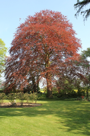 beech