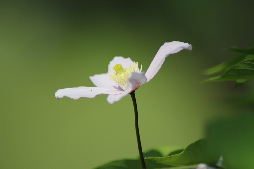 clematis