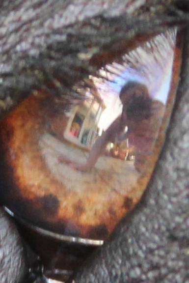 dog's eye