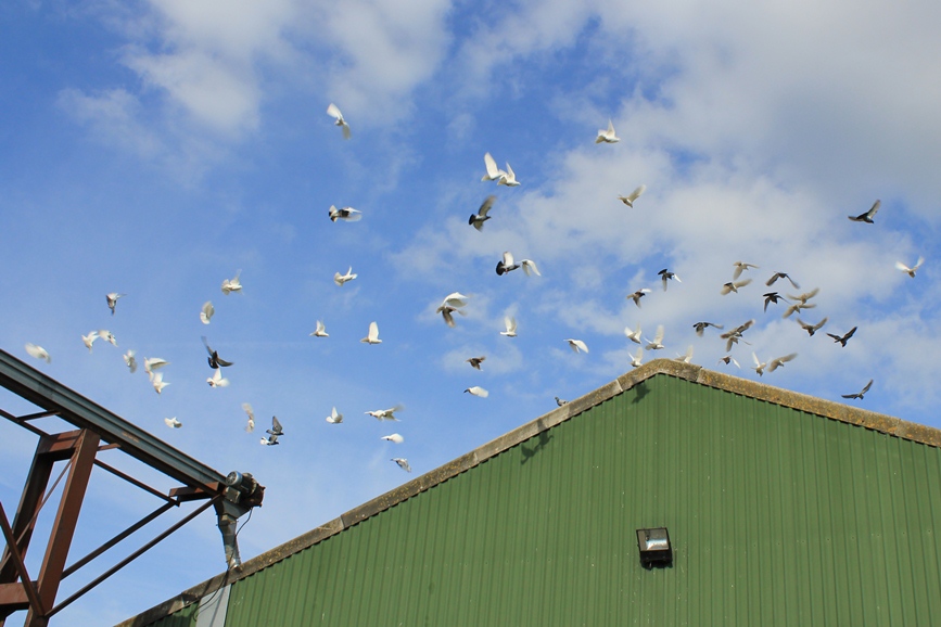 pigeons2
