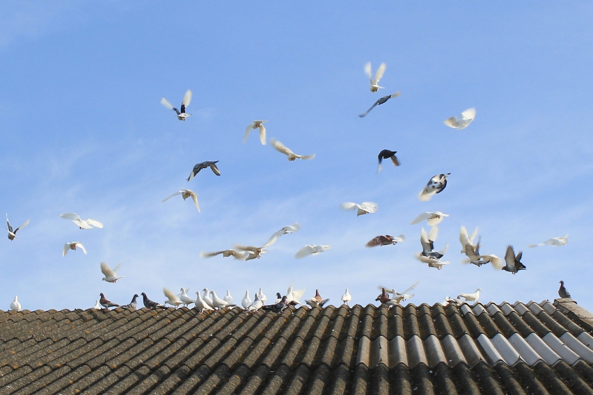 pigeons3