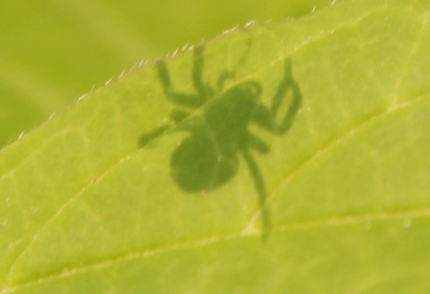 spider shadow