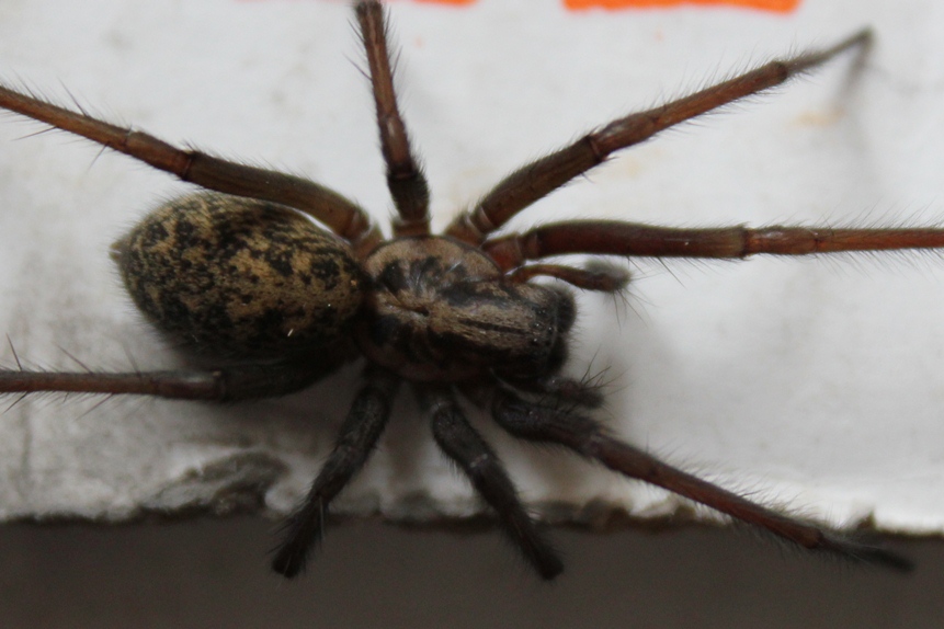 spider