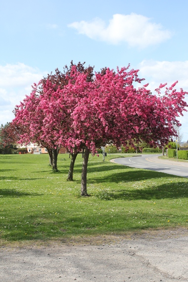 spring trees
