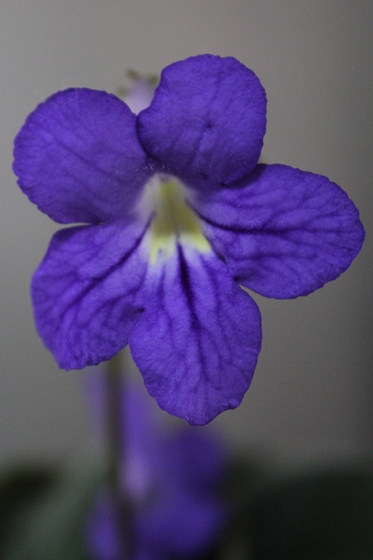 streptocarpus