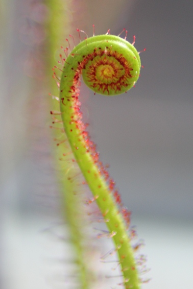sundew2