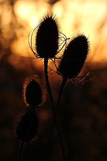 teazle