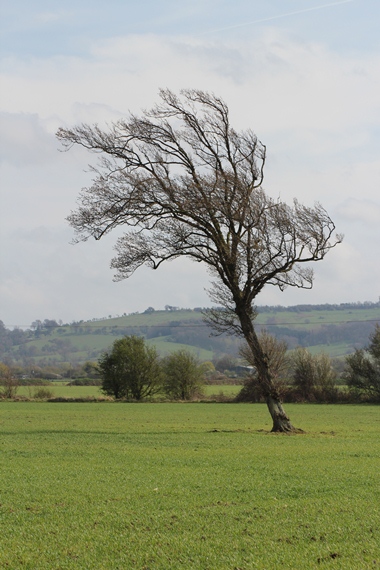 tree