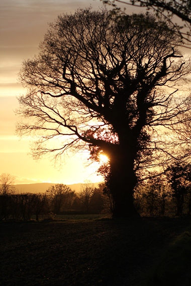 tree2