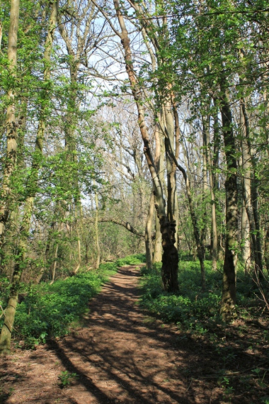 trees