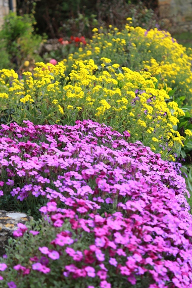 wall flowers