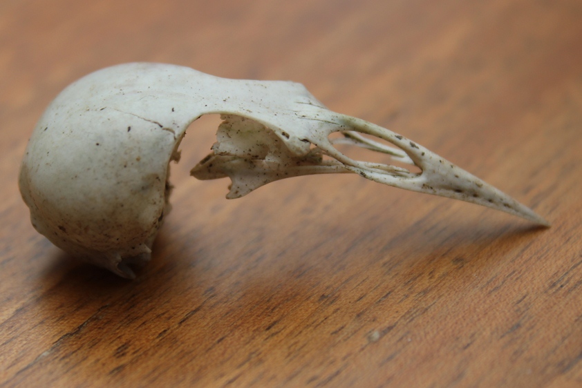 bird skull