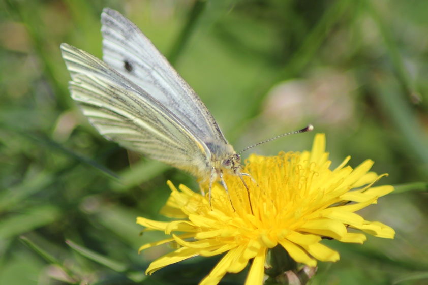 butterfly