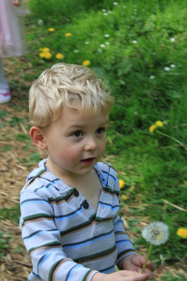 dandelion