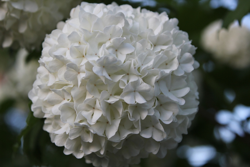 snowball