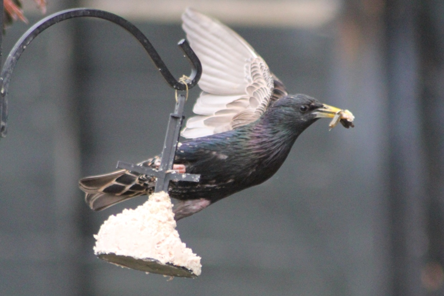 starling1