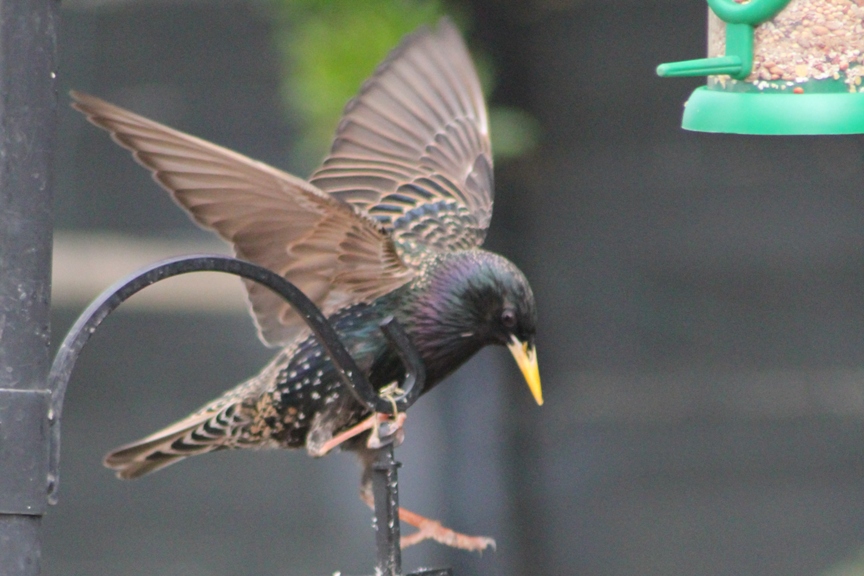 starling2