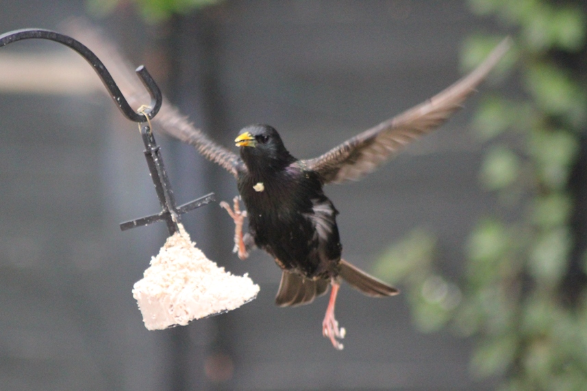 starling3