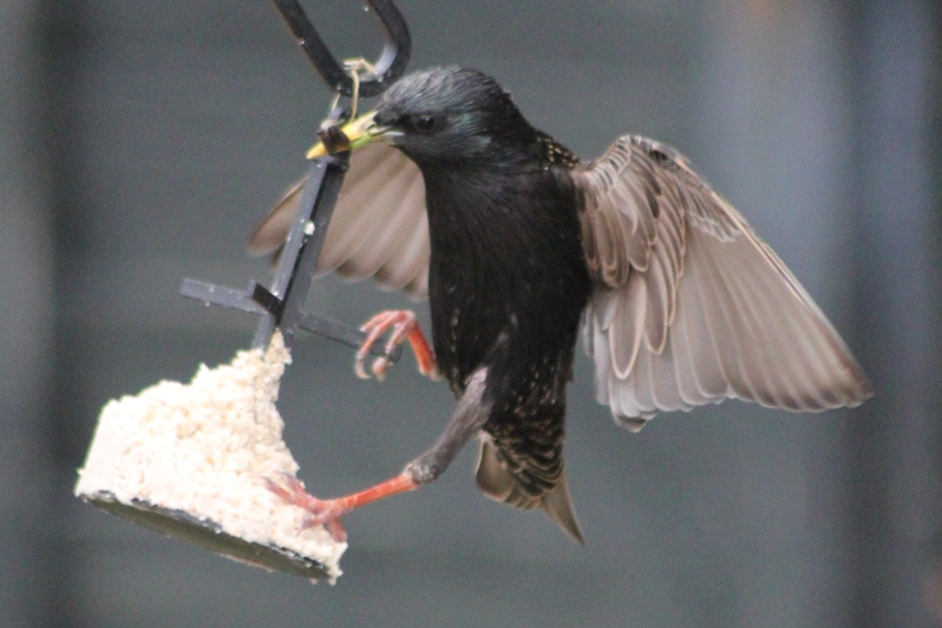 starling4